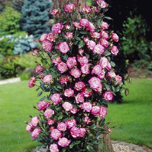 Kletterrose Händel ®, С3 interface.image 1 interface.art 6179