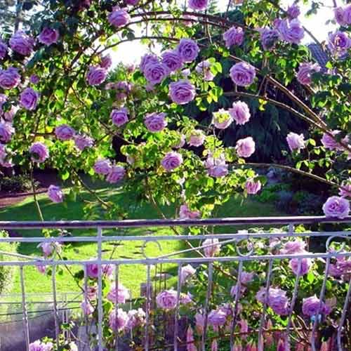 Kletterrose Indigoletta, root ball interface.image 1 interface.art 2164