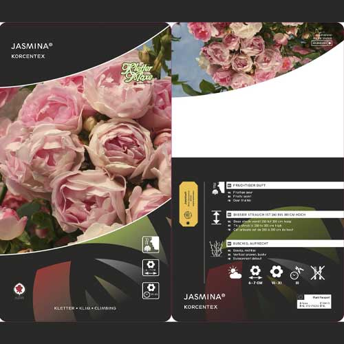 Kletterrose Jasmina ®, С5 interface.image 3 interface.art 6180