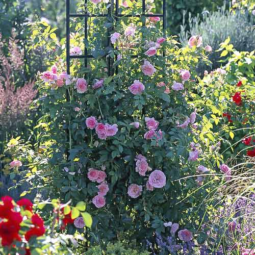 Kletterrose Kir Royal interface.art Bild 1 Kletterrose Kir Royal interface.image 1 interface.art 6251