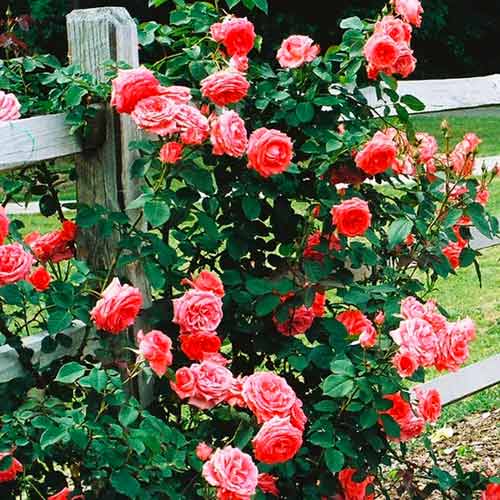 Kletterrose lachsrosa interface.art Bild 1 Kletterrose lachsrosa interface.image 1 interface.art 5891