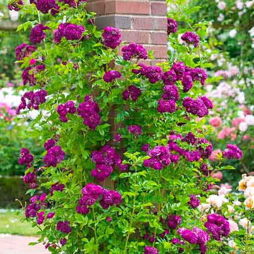 Kletterrose lila interface.art Bild 1 Kletterrose lila interface.image 1 interface.art 5894