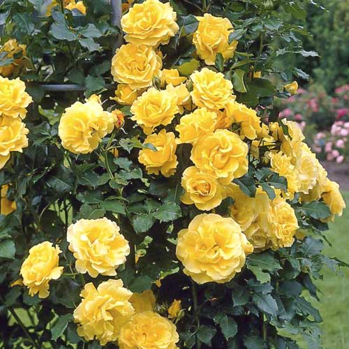 Kletterrose Lucia interface.art Bild 1 Kletterrose Lucia interface.image 1 interface.art 6252