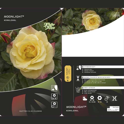Kletterrose Moonlight ®, С5 interface.image 3 interface.art 6181