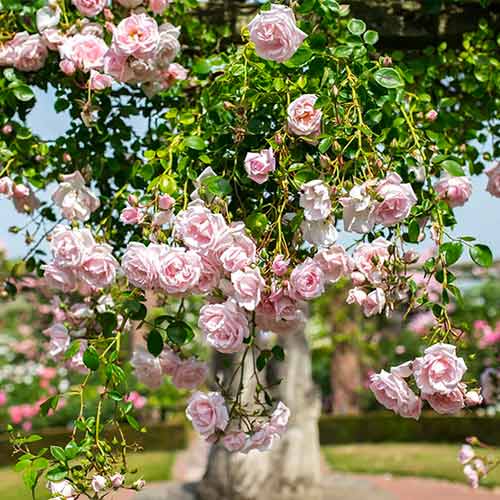 Kletterrose New Dawn interface.art Bild 1 Kletterrose New Dawn interface.image 1 interface.art 2172