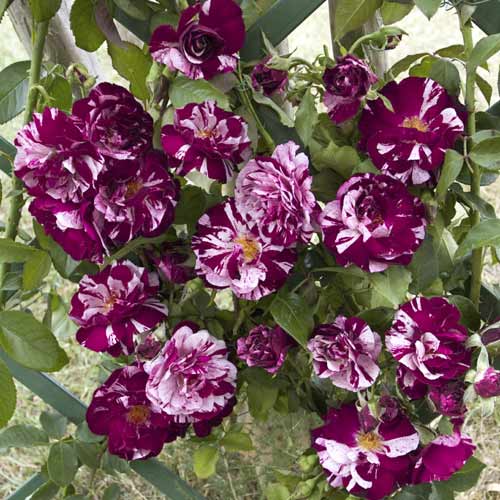 Kletterrose New Imagine®, C5 interface.art Bild 1 Kletterrose New Imagine®, C5 interface.image 1 interface.art 5496