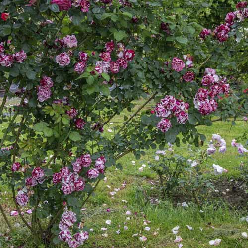 Kletterrose New Imagine®, C5 interface.art Bild 2 Kletterrose New Imagine®, C5 interface.image 2 interface.art 5496