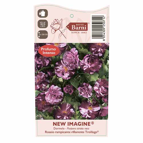 Kletterrose New Imagine®, C5 interface.art Bild 4 Kletterrose New Imagine®, C5 interface.image 4 interface.art 5496