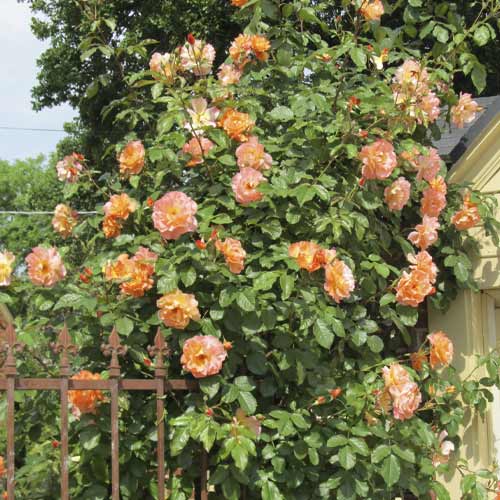 Kletterrose Orange Climbing interface.image 1 interface.art 6253