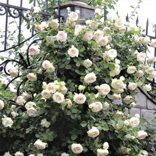 Kletterrose Palais Royal interface.image 1 interface.art 6254