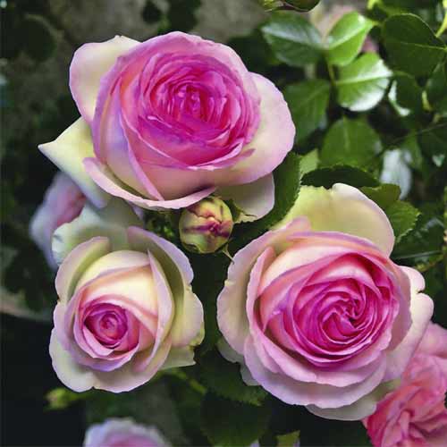 Kletterrose Pierre de Ronsard®, C5 interface.art Bild 2 Kletterrose Pierre de Ronsard®, C5 interface.image 2 interface.art 5497