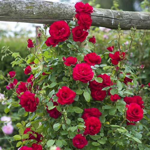 Kletterrose Red Rodin interface.art Bild 1 Kletterrose Red Rodin interface.image 1 interface.art 6255