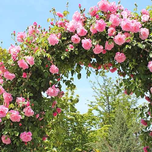 Kletterrose Rosa, root ball interface.image 1 interface.art 2180