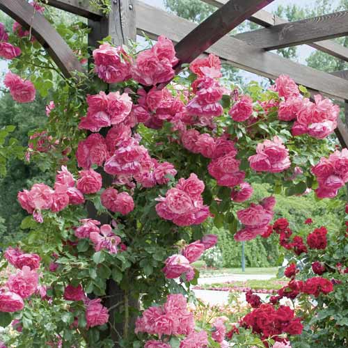 Kletterrose Rosarium Uetersen interface.art Bild 1 Kletterrose Rosarium Uetersen interface.image 1 interface.art 6256