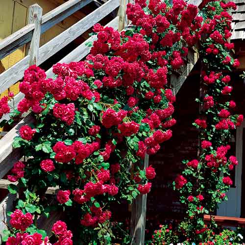 Kletterrose rotbraun interface.art Bild 1 Kletterrose rotbraun interface.image 1 interface.art 5893