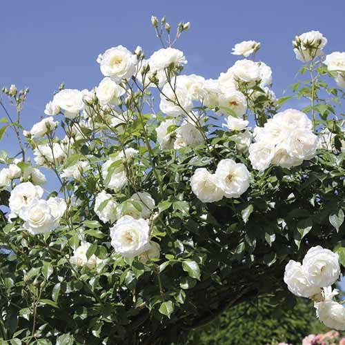 Kletterrose Schneewalzer interface.art Bild 1 Kletterrose Schneewalzer interface.image 1 interface.art 6257