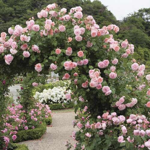 Kletterrose Valeria interface.art Bild 1 Kletterrose Valeria interface.image 1 interface.art 6258