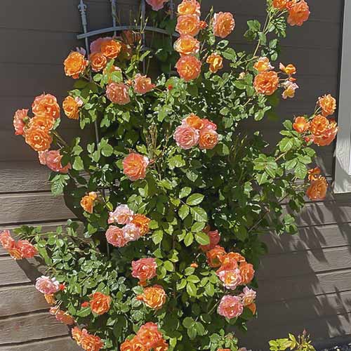 Kletterrose Westerland interface.image 1 interface.art 6259