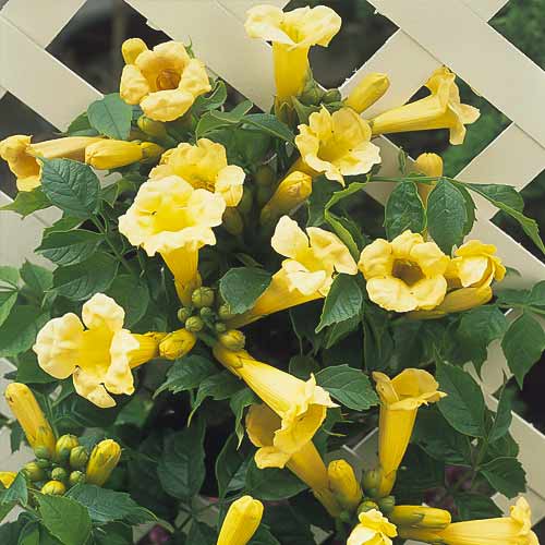 Klettertrompete Flava, С2 interface.image 1 interface.art 8210