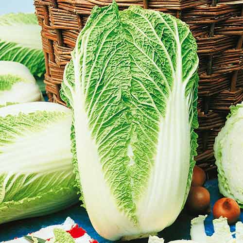 Peking Kohl Granaat interface.art Bild 1 Peking Kohl Granaat interface.image 1 interface.art 96607