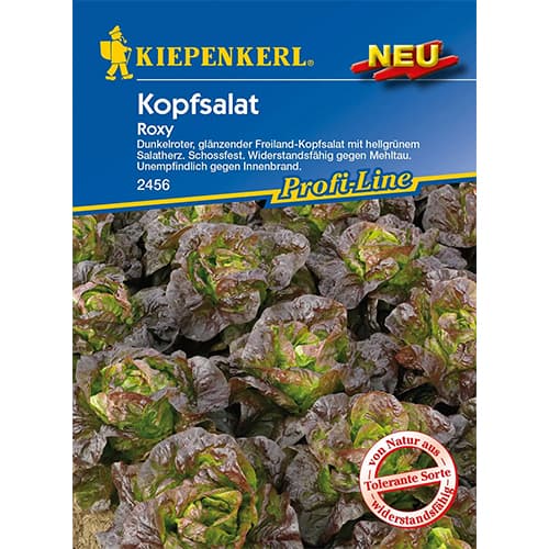 Kopfsalat Roxy interface.art Bild 1 Kopfsalat Roxy interface.image 1 interface.art 96627