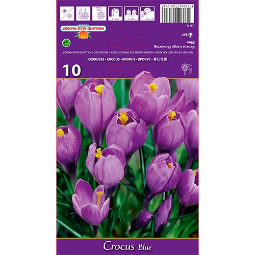 Krokus blau interface.art Bild 1 Krokus blau interface.image 1 interface.art 67615