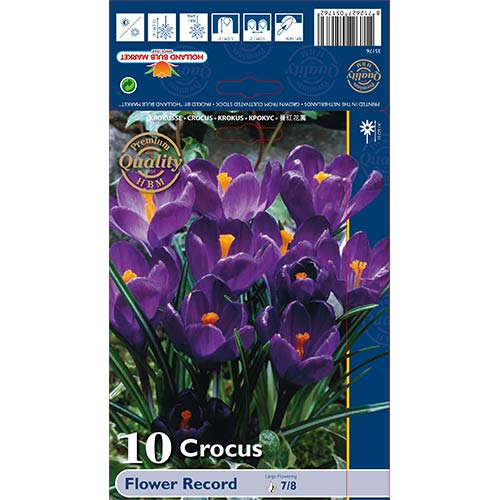 Krokus Flower Record interface.image 1 interface.art 67330