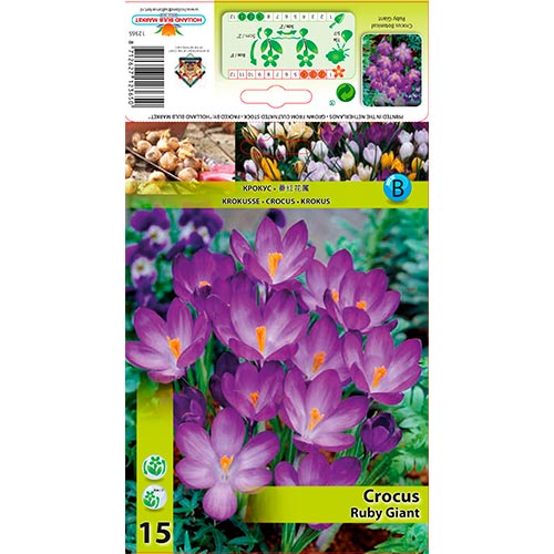 Krokus Ruby Giant interface.art Bild 1 Krokus Ruby Giant interface.image 1 interface.art 67338