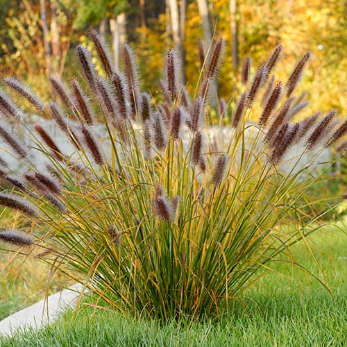 Lampenputzergras (Pennisetum) Red Head, P9 interface.art Bild 1 Lampenputzergras (Pennisetum) Red Head, P9 interface.image 1 interface.art 4784