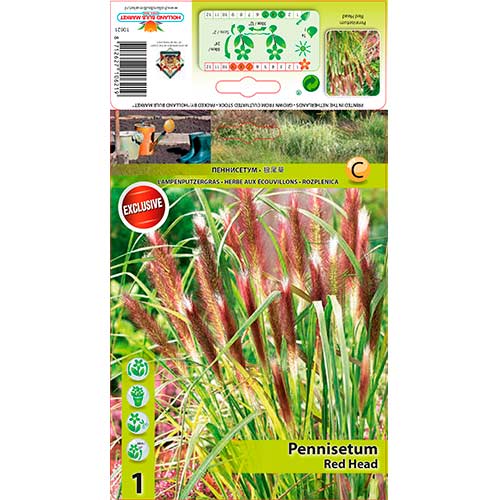 Lampenputzergras Red Head interface.image 1 interface.art 76346