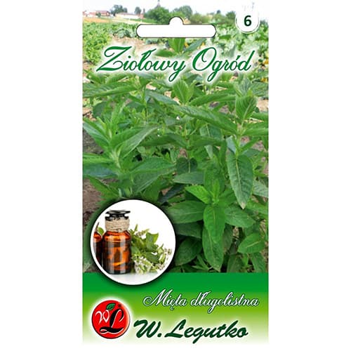 Langblättrige Minze interface.image 1 interface.art 78707