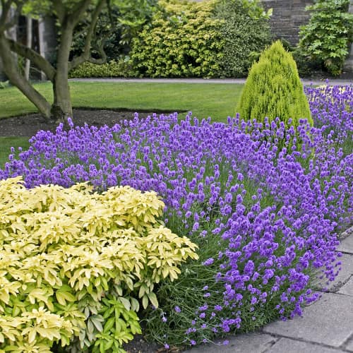 Lavendel Dwarf Blue, P9 interface.image 1 interface.art 9069