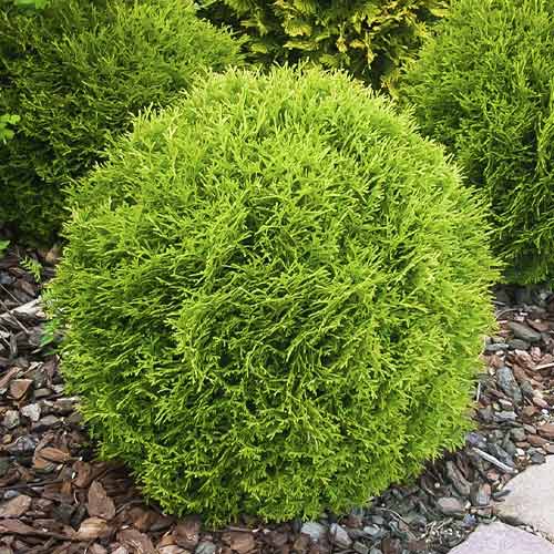 Lebensbaum Little Giant, С3 interface.image 1 interface.art 7751