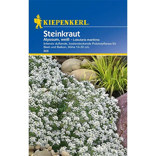 Steinkraut Alyssum weiß interface.art Bild 1 Steinkraut Alyssum weiß interface.image 1 interface.art 77394
