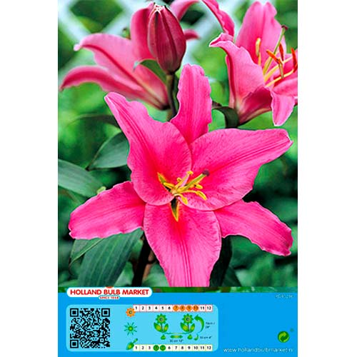 Lilie Acapulco interface.image 1 interface.art 76465