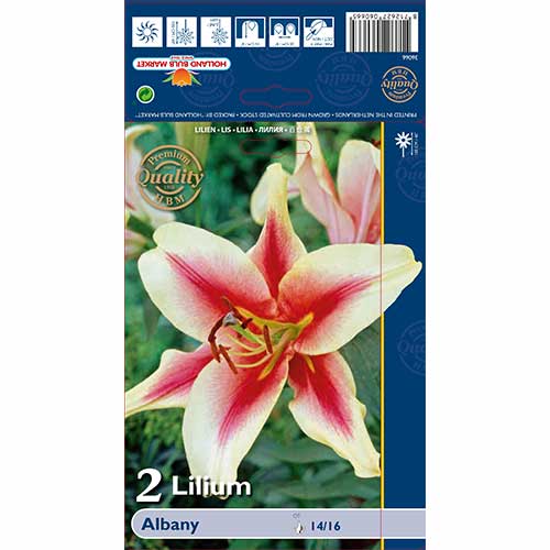 Lilie Albany interface.image 1 interface.art 70232