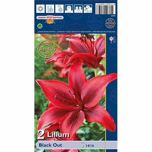 Lilie Black Out interface.image 1 interface.art 67387