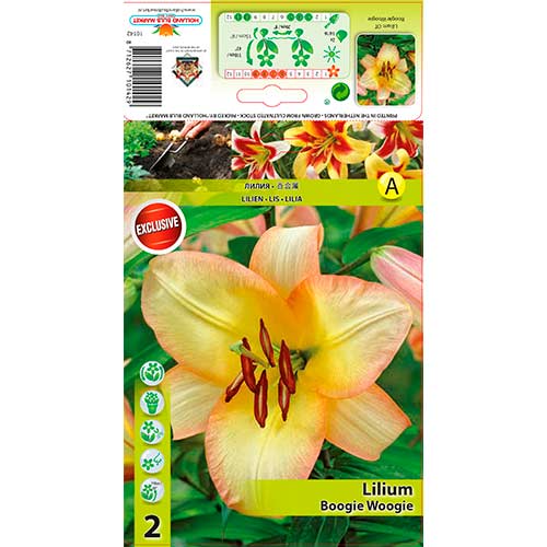 Lilie Boogie Woogie interface.image 1 interface.art 70423