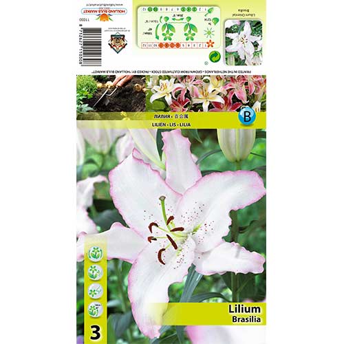 Lilie Brasilia interface.image 1 interface.art 70424