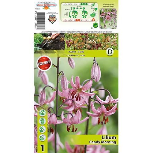 Lilie Candy Morning interface.image 1 interface.art 77821