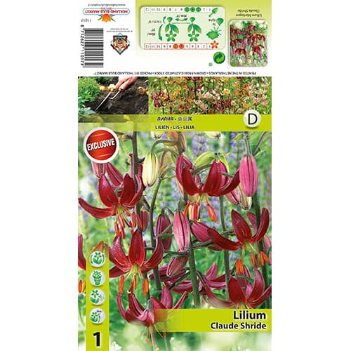 Lilie Claude Shride interface.image 1 interface.art 77822