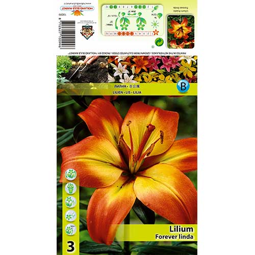 Lilie Forever Linda interface.art Bild 1 Lilie Forever Linda interface.image 1 interface.art 70431