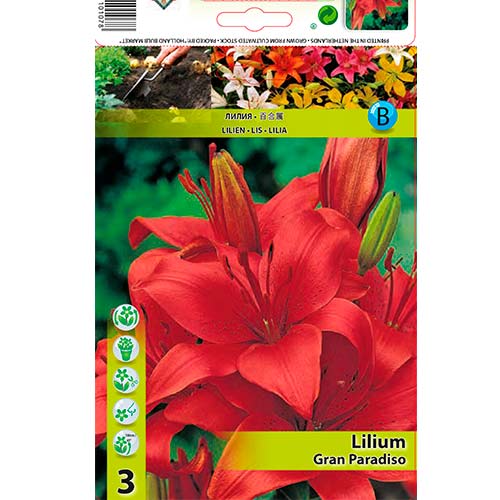 Lilie Gran Paradiso interface.image 1 interface.art 76467