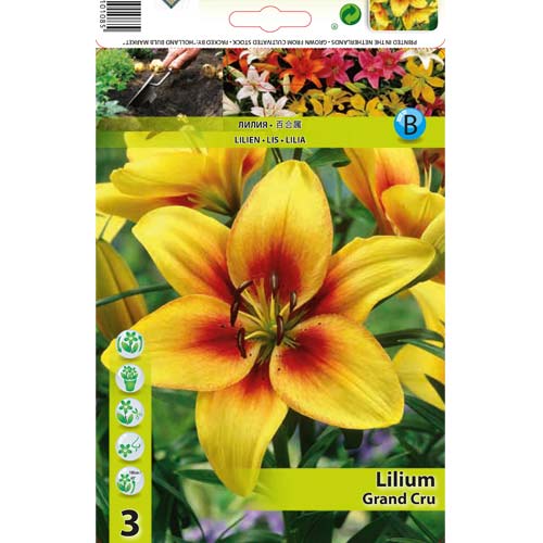 Lilie Grand Cru interface.image 1 interface.art 76468