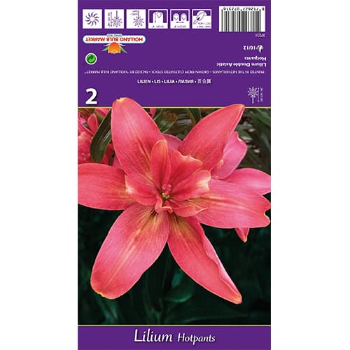 Lilie Hotpants interface.image 1 interface.art 77837