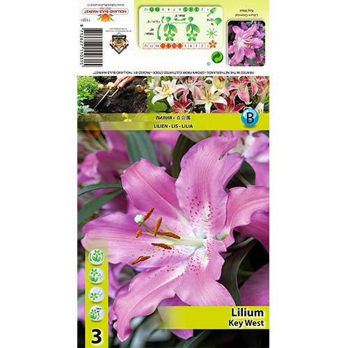 Lilie Key West interface.image 1 interface.art 70433