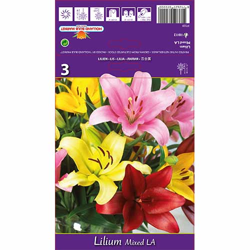 Lilie L.A., farbmischung interface.image 1 interface.art 70212