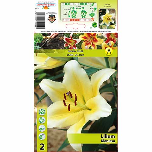 Lilie Manissa interface.art Bild 1 Lilie Manissa interface.image 1 interface.art 70276