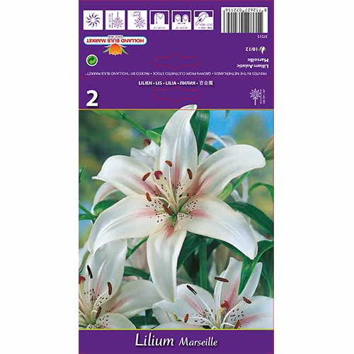 Lilie Marseille interface.image 1 interface.art 70210