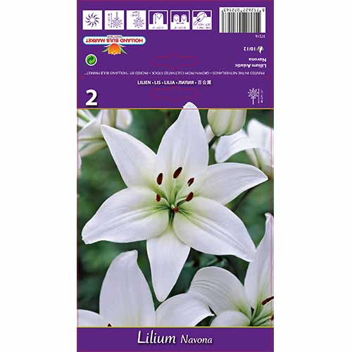 Lilie Navona interface.image 1 interface.art 70211